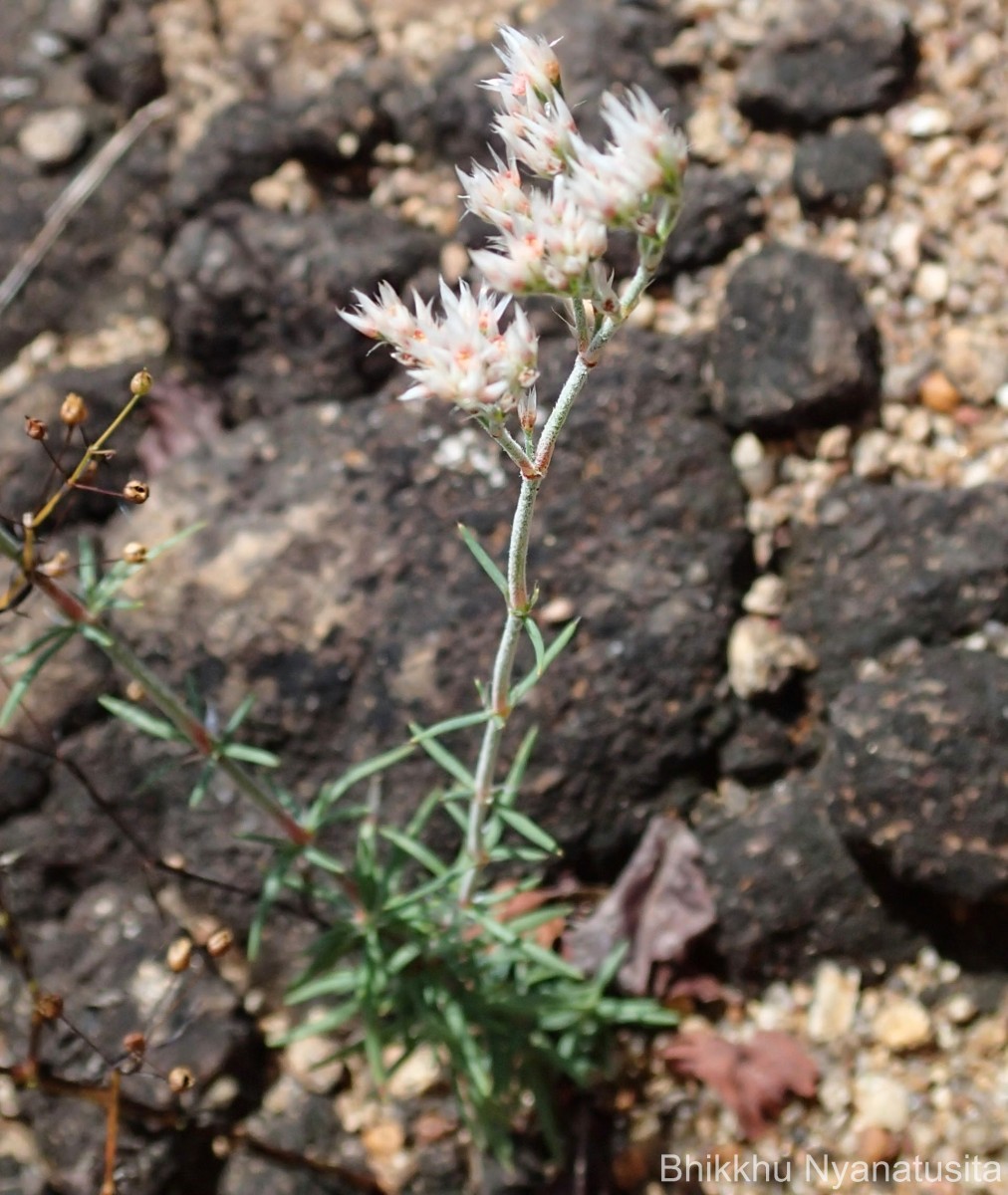 Polycarpaea corymbosa (L.) Lam.